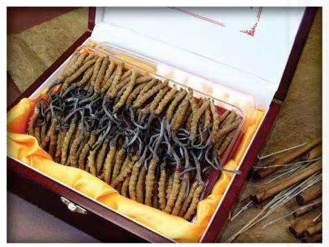 牙克石冬虫夏草回收